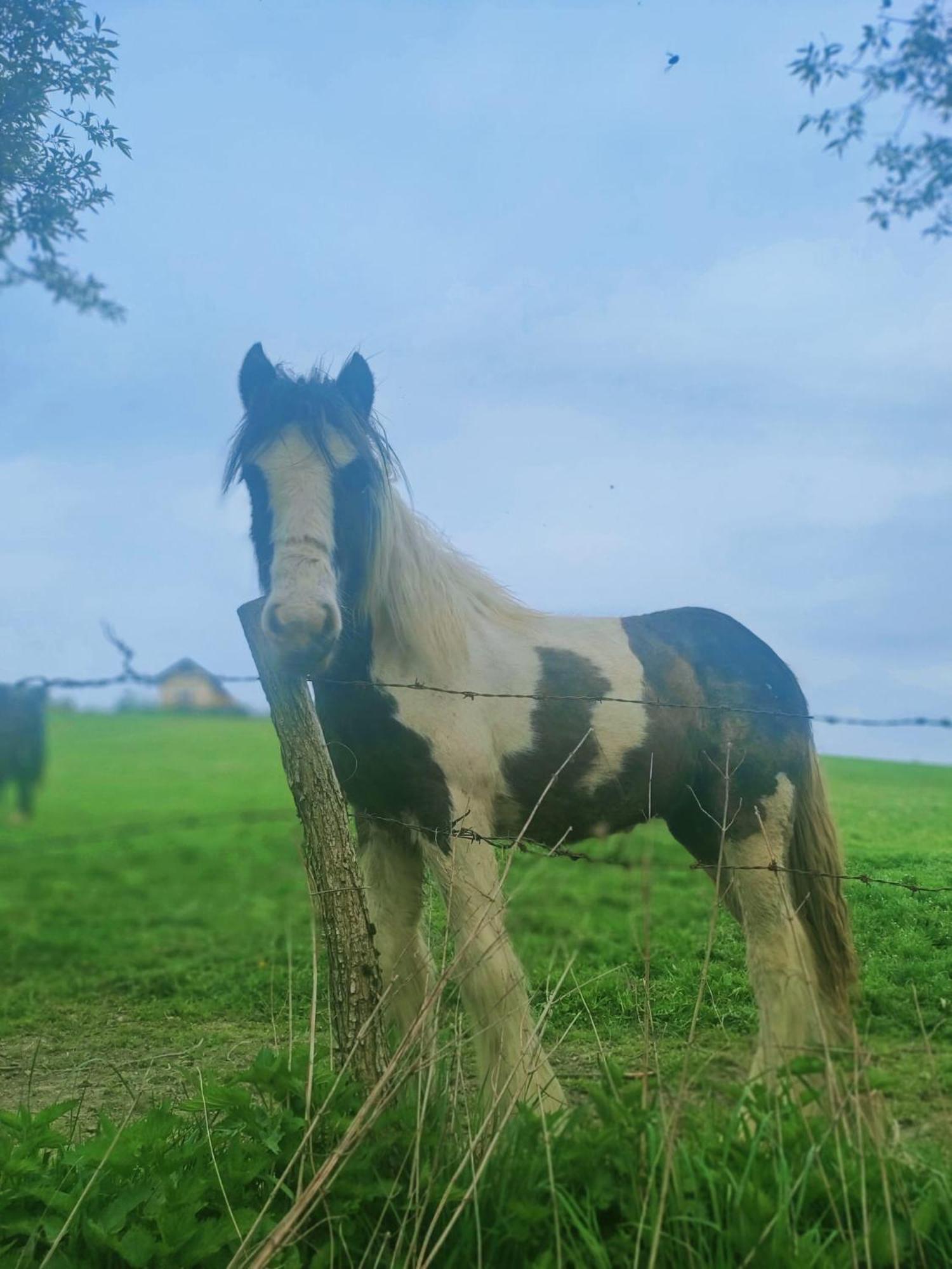 Domki W Bieszczadzkiej Dolinie Ustrzyki Dolne Dış mekan fotoğraf